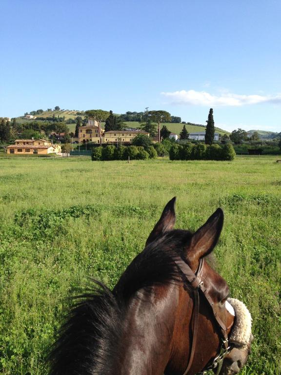 Agriturismo Villa Irelli Castellalto エクステリア 写真